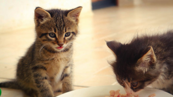 Dos gatitos comiendo de un cuenco blanco