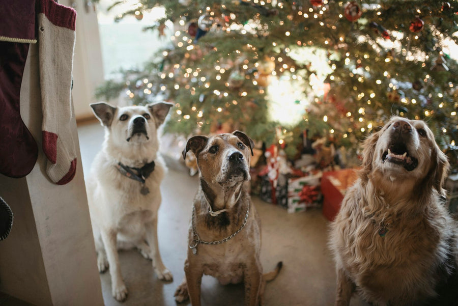 Tres perros grises junto a un árbol de Navidad mirando hacia arriba