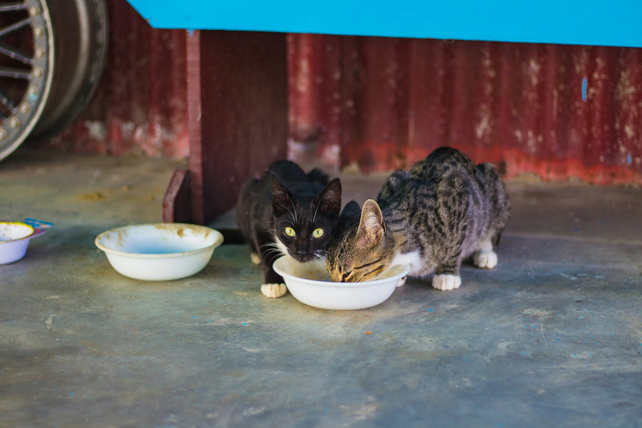 Dos gatos comiendo pienso de un mismo cuenco en casa