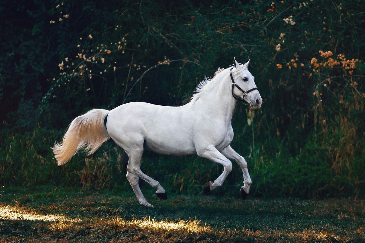 Caballo blanco galopando con la crin al viento