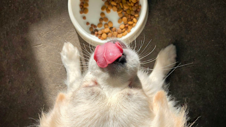 Perro lamiéndose el hocico junto a su cuenco de comida casi vacío