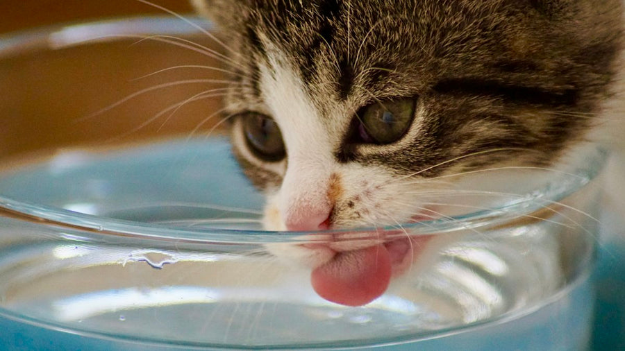 Gato bebiendo agua de un cuenco