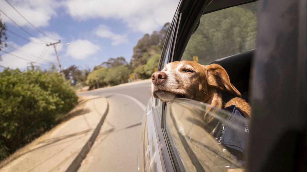 Perro apoyado en la ventanilla del coche