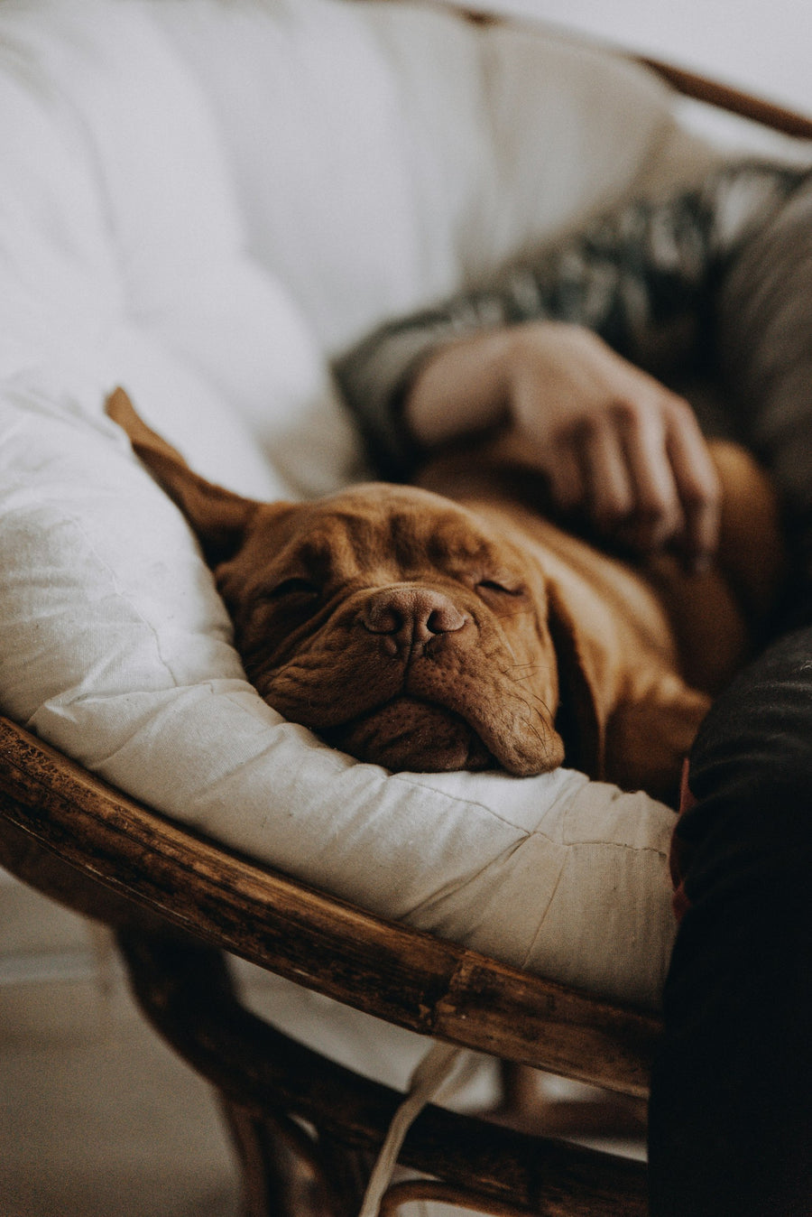 Perro marrón descansando tumbado sobre una cama blanca