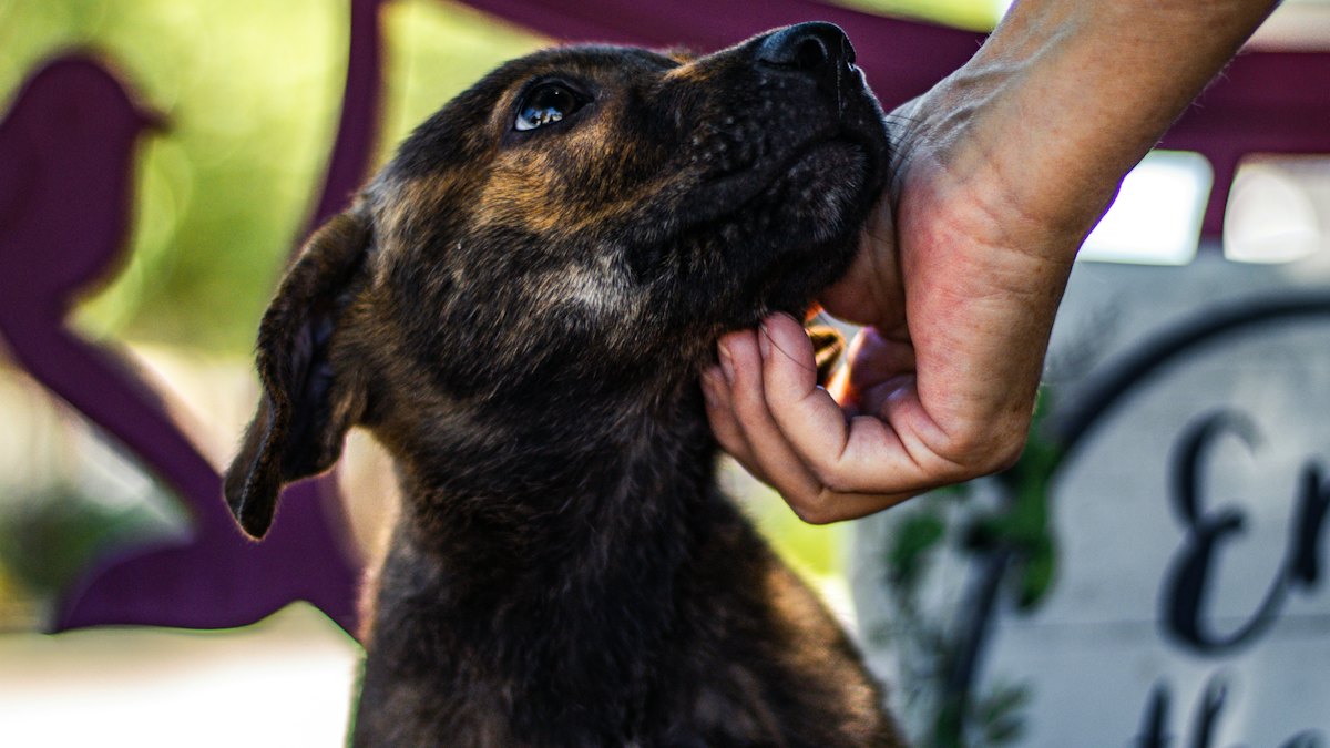 Persona sosteniendo un perro en brazos
