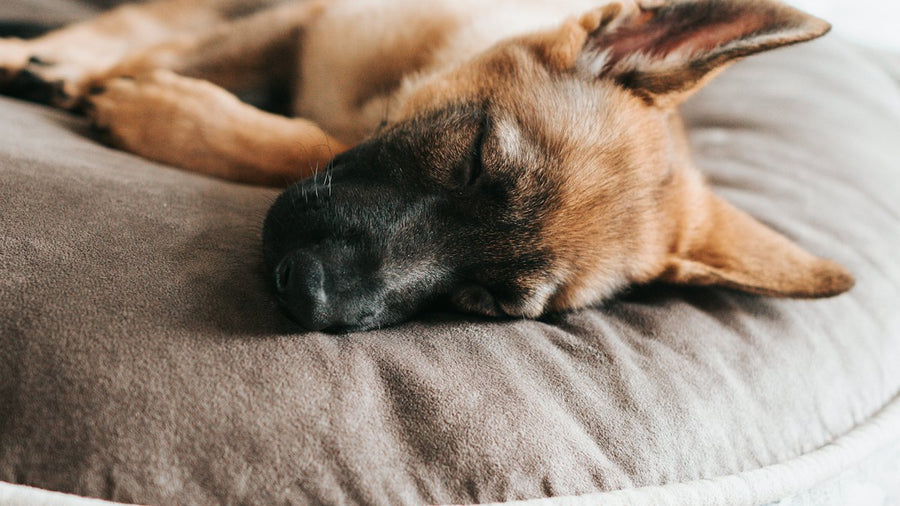 Pastor alemán tumbado en una cama para perros