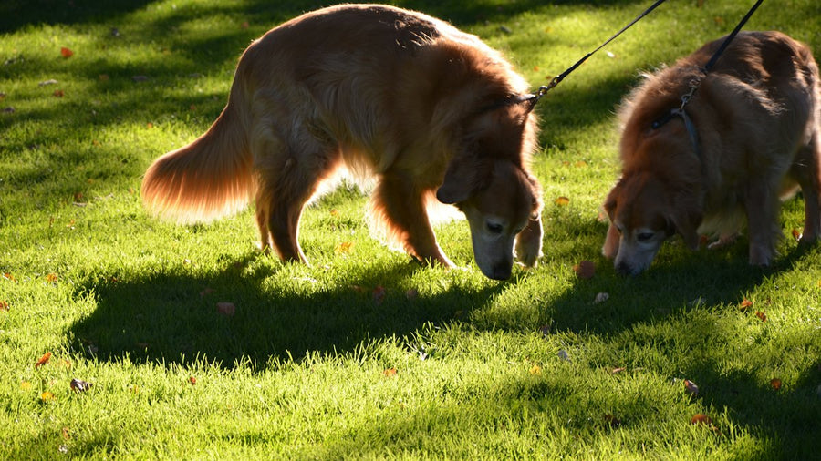 Perro de pelo largo en un prado verde