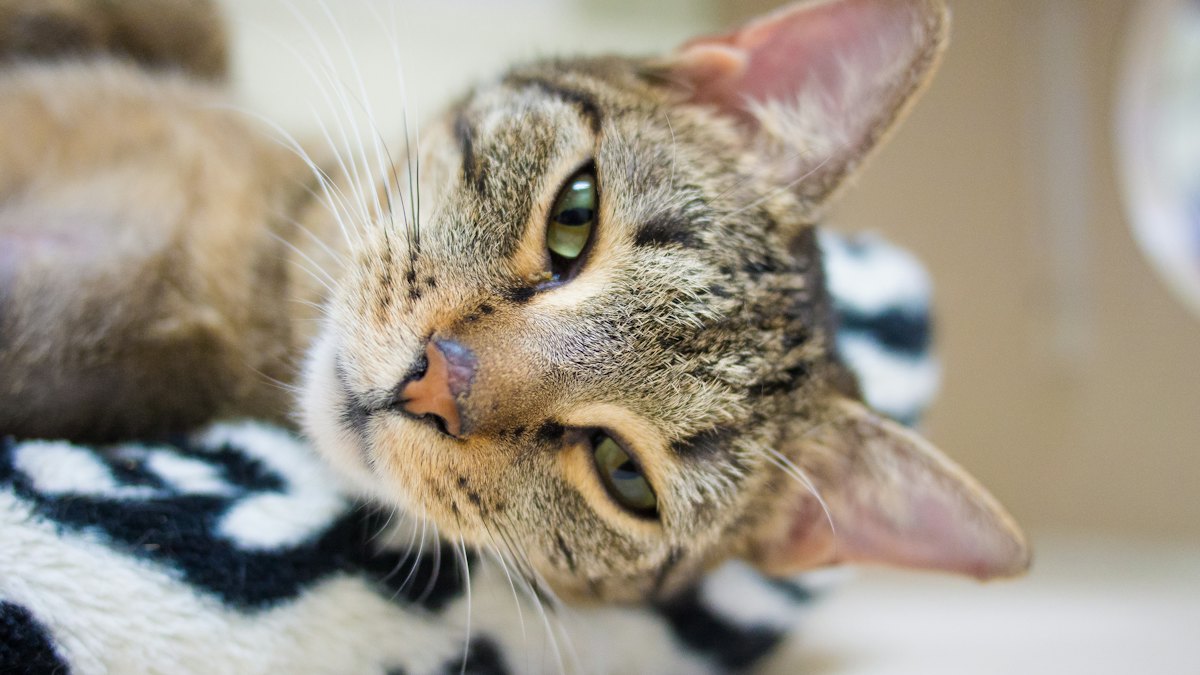 Gato atigrado descansando sobre una manta
