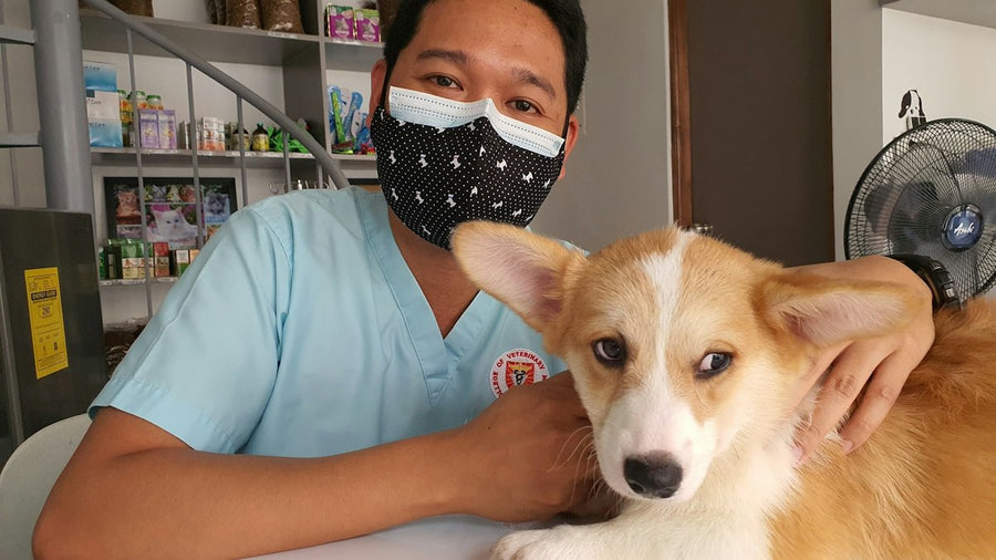 Veterinario con mascarilla junto a un perro