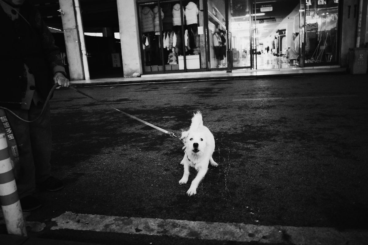 Perro blanco paseando con correa por una calle de la ciudad