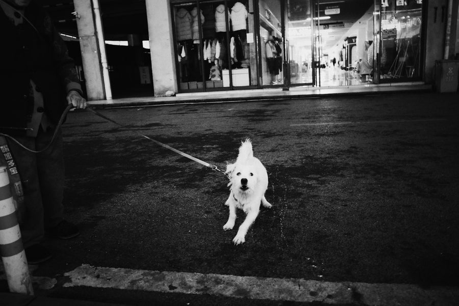 Perro blanco paseando con correa por una calle de la ciudad