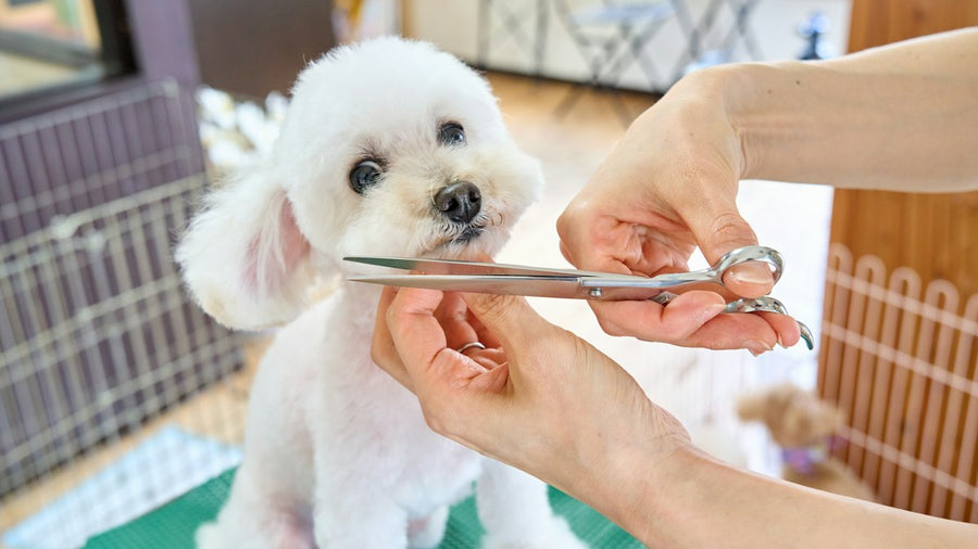 Perro blanco en la peluquería canina