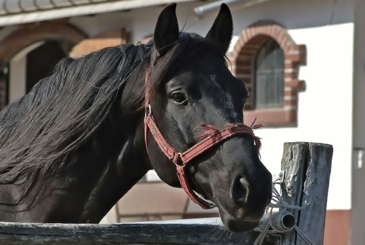 Caballo negro con cabezada roja delante de la cuadra