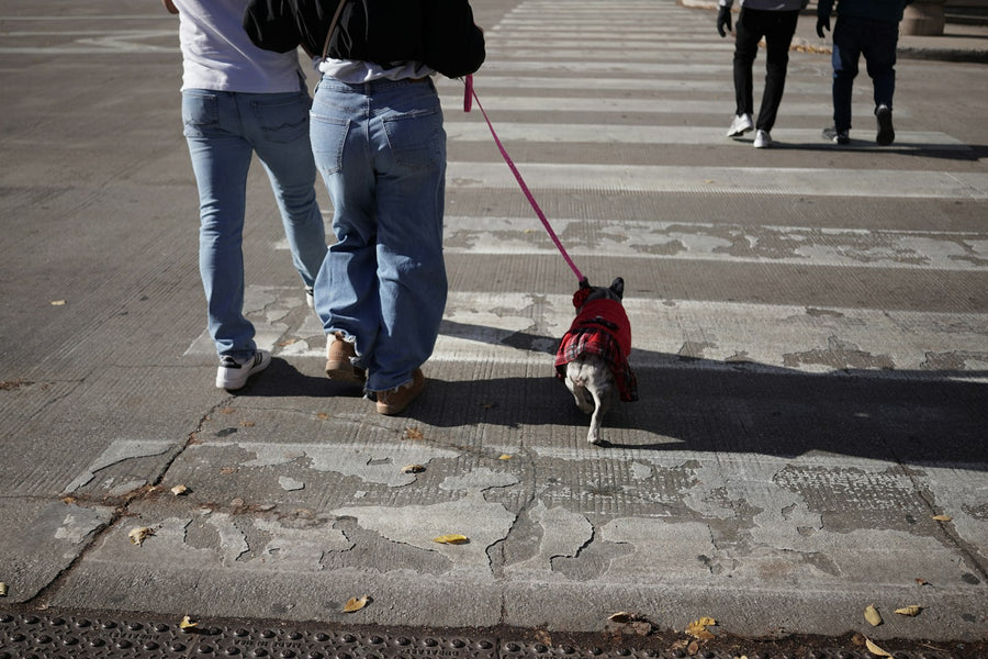 Dos personas cruzan un paso de peatones paseando a su perro con correa