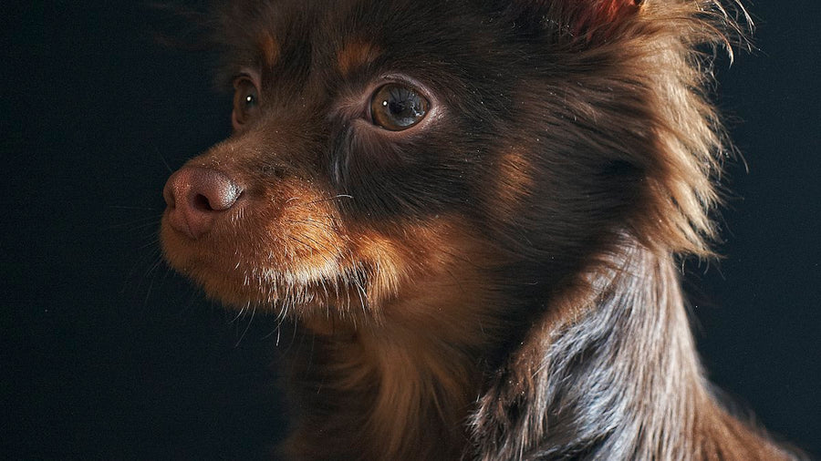Perro pequeño de orejas grandes