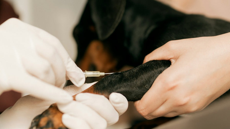Veterinaria vacunando a un perro pequeño
