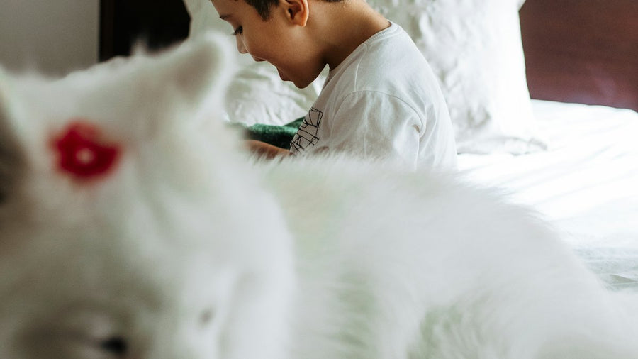 Niño y perro blanco en la cama