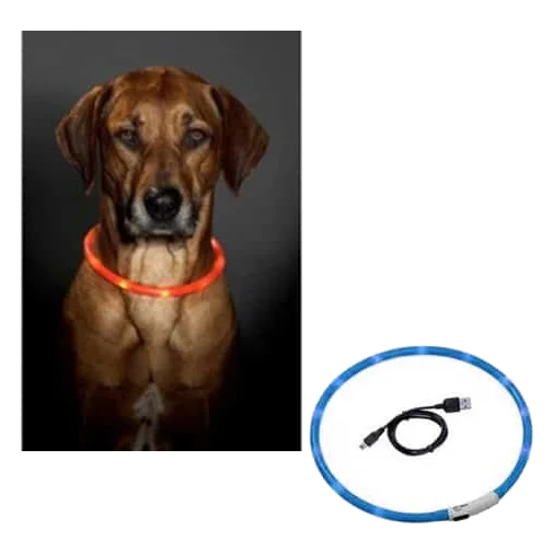 Coleira LED recarregável por USB para cães, tamanho único, 70 cm
