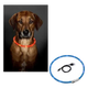 Coleira LED recarregável por USB para cães, tamanho único, 70 cm