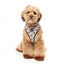 Peitoral respirável para cães FuzzYard Carioca (tamanho XS)