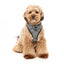 Peitoral respirável para cães FuzzYard Fitzroy (tamanho XS)