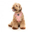 Peitoral para cão em lycra respirável FuzzYard Pink Lemonade