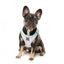 Peitoral step-in para cão FuzzYard Bubblegum Burst respirável