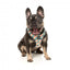 Peitoral step-in para cão FuzzYard Carioca respirável