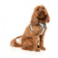 Peitoral step-in para cão FuzzYard Carioca respirável