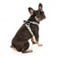 Peitoral step-in para cão FuzzYard Carioca respirável