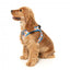 Peitoral step-in para cães FuzzYard Fresh Zest, respirável e refletor