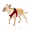 Peitoral step-in para cães FuzzYard Heartbreaker, respirável e refletor