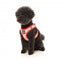 Peitoral step-in para cães FuzzYard Hey There Sweetie, respirável e refletor