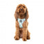 Peitoral step-in para cães FuzzYard Mint Fizz respirável e refletor