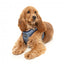 Peitoral step-in para cães FuzzYard Thornbury Aegean Blue respirável e refletor