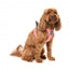 Peitoral step-in para cães FuzzYard Thornbury Brick Red respirável e refletor