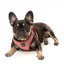 Peitoral step-in para cães FuzzYard Thornbury Brick Red respirável e refletor