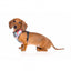 Peitoral para cão em lycra respirável FuzzYard The Hive