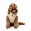 Casaco acolchoado para cães FuzzYard East Harlem camelo