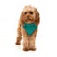 Colete sherpa para cães FuzzYard Fitzroy verde