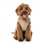 Casaco para cão com peitoral FuzzYard Horizon taupe