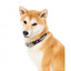 Coleira de neopreno para cães FuzzYard Bel Air