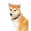 Coleira de neopreno para cães FuzzYard Bel Air