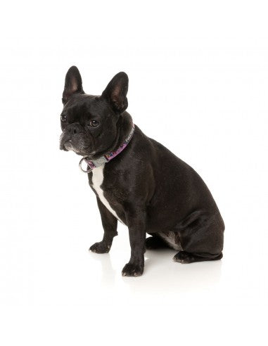 Coleira em neopreno para cães FuzzYard Fiesta (tamanho XS)