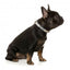 Coleira em neopreno para cães FuzzYard Go Bananas (tamanho L)