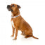 Coleira em neopreno para cães FuzzYard LL Cool Jaw (tamanho M)