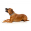 Coleira para cão em neopreno FuzzYard Northcote, tamanho S