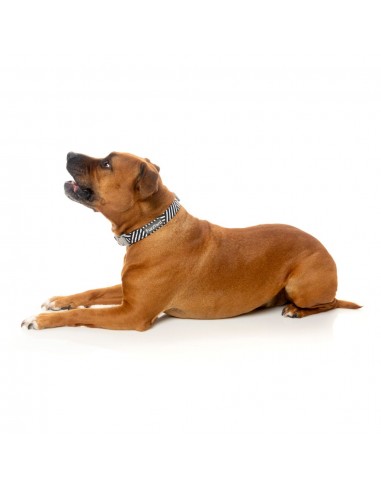 Coleira para cão em neopreno FuzzYard Northcote, tamanho S