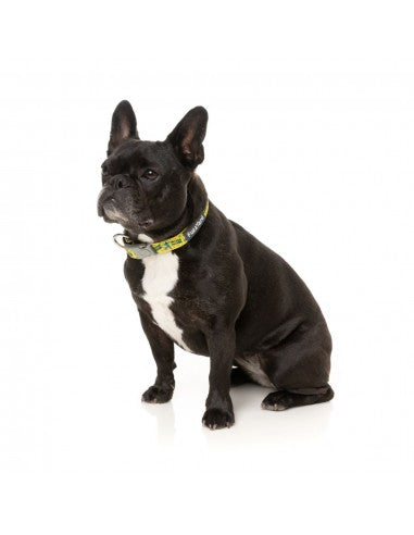 Coleira em neopreno para cães FuzzYard Sk8ter Gator (tamanho XS)