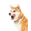 Coleira em neopreno para cães FuzzYard SuShiba (tamanho M)